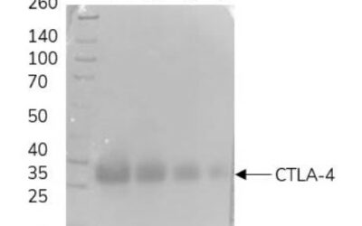 Human Anti-CTLA-4 (HRP)