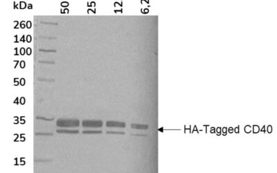 Human Anti-HA Tag(HRP)